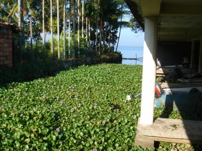 water hyacinth (water lilies)