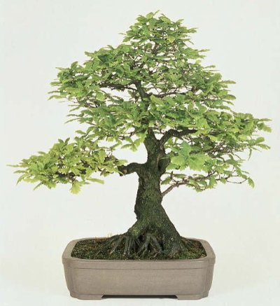 bonsai_oak